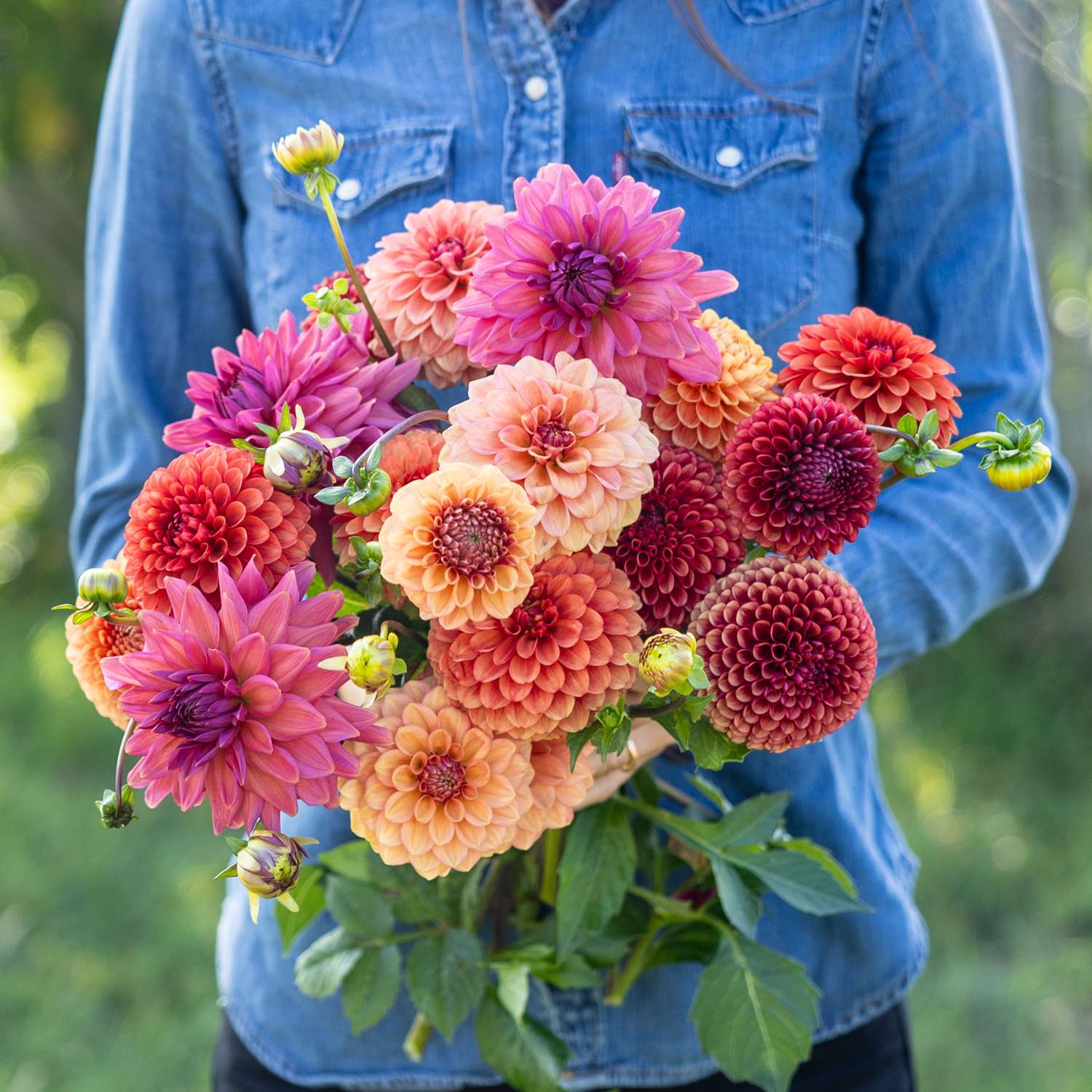 Dahlia collectie 'Campari'